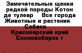 Замечательные щенки редкой породы Котон де тулеар  - Все города Животные и растения » Собаки   . Красноярский край,Сосновоборск г.